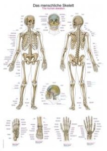 Lehrtafel Das menschliche Skelett, 50x70 cm